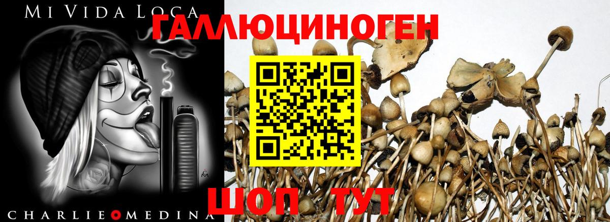 Псилоцибиновые грибы Cubensis  Вход с VPN  Трёхгорный  Галлюциногенные грибы Psilocybine cubensis 